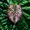 Логотип телеграм канала @plantani — PlanTani