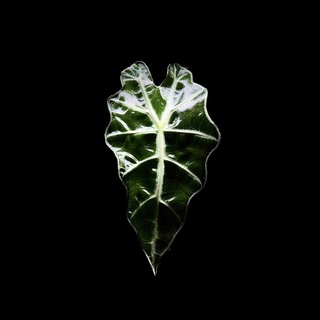 Telegram channel Mis Plantas logo
