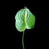 Логотип телеграм канала @planterra888 — Planterest | комнатные растения