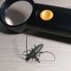 Логотип телеграм канала @plantprotection2023 — Защита растений plant protection🐛🐞🪴🔬