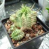 Логотип телеграм канала @plants_lover_misha — Plants _ lover🌵
