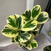 Логотип телеграм канала @plants_momster — Plants_momster 🪴 О РАСТЕНИЯХ