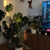 Логотип телеграм канала @plants_rnd — OnlyPlants🌿 | Комнатные растения
