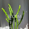 Логотип телеграм канала @plants_store — BLOOM (plants•store)🥬
