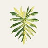 Логотип телеграм канала @plantsartdesign — Variegated Zone