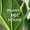 Логотип телеграм канала @plantsbelhouseee — Plants Bel House