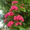 Логотип телеграм канала @plantsforall54 — Кроссплантинг и всё о растениях