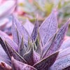 Логотип телеграм канала @plantshomesale1 — МагазинЦветыДома1 /PlantsHomeSale1