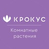 Логотип телеграм канала @plantskrokuskazan — Комнатные растения «Крокус»