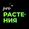 Логотип телеграм канала @plantsrussia — PRO Растения