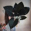 Logo of telegram channel plantswatching — Plants Watching