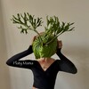 Логотип телеграм канала @platymama — Platy Mama