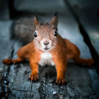 Логотип телеграм канала @podbelsky — Подземная Белка