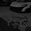 Логотип телеграм канала @podrostokkxxl — ×º𝒑𝕠ⅆ𝓻𝕠𝕤т𝕠𝙠º×