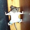 Логотип телеграм канала @podslushkabelfd — Подслушано БелФД 🐀