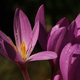 Логотип телеграм канала @poemstonight — Безвременник прекрасный