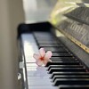 Логотип телеграм -каналу poetry_and_songs — Поезія та пісні🕊️
