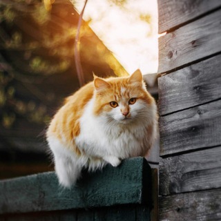 Логотип телеграм канала @poglushi — Прогулки по глуши