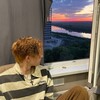 Логотип телеграм канала @pogranicni — Пограничный