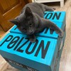 Логотип телеграм канала @poizoneu — Кроссовки одежда 100% original