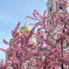 Логотип телеграм канала @pokrovsaratov — Покровский Собор