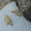 Логотип телеграм канала @polarbearsrussia — Белые медведи России (СОЗАР)