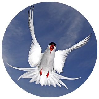Логотип телеграм канала @polarnayakrachka — 🕊ПОЛЯРНАЯ КРАЧКА
