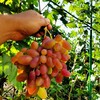 Логотип телеграм канала @polyanagrape31 — Домашний виноград Разумное🍇🍇🍇