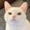Логотип телеграм канала @polyarniy_mishka — Белый Мишка