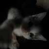 Логотип телеграм канала @polyayalyal — поляялял