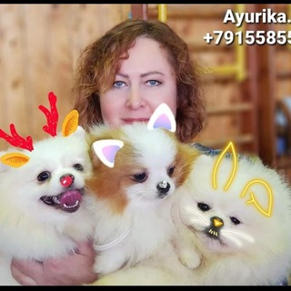 Логотип телеграм канала @pom_ayurika — Питомник Аюрика Продажа щенков шпица, ккчс, левреток, пуделя. Владелец и заводчик Алла Сергеева т. 79155855337 WhatsApp