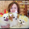 Логотип телеграм канала @pom_ayurika — Питомник Аюрика Продажа щенков шпица и кавалер кинг чарльз спаниелей. Владелец и заводчик Алла Сергеева т. 79155855337 WhatsApp