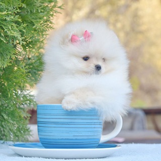 Логотип телеграм канала @pomeranian_bellion_bliss — Pomeranian BELLION BLISS