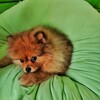 Логотип телеграм канала @pomeraniancool1 — Классные шпицы 🐕 Nice spitzes