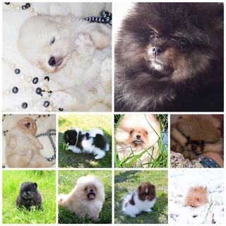 Логотип телеграм канала @pomeranimaniya — Щенки шпица, все окрасы, померанский и малый шпиц. Продажа.