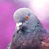 Логотип телеграм канала @pometshow — Помёт (приколы про говно)