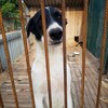 Логотип телеграм канала @pomogem_vmeste161 — Поможем животным🐕🐈 вместе! Ростов-на-Дону!