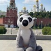 Логотип телеграм канала @pomoskveslemuromlimonom — По Москве с лемуром Лимоном