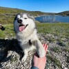 Логотип телеграм канала @pomsky_finik — Помски_Финик