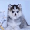 Логотип телеграм канала @pomsky_veles_star — Помски. Микро хаски.