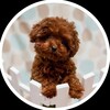 Telegram channel Poodle_land_vn logo