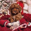Логотип телеграм канала @poodle_maltipushka — Пудели и мальтипу 🐾 ПУДЕЛЬ И ТОЧКА 🐶