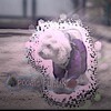 Логотип телеграм канала @poodlefuntiktop — Пудель Фунтик