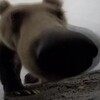 Логотип телеграм канала @pookiewookiie — меня все бе