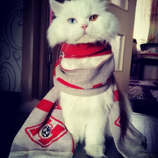 Логотип телеграм канала @popanoff — PopanOFF