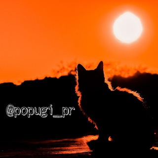 Логотип телеграм канала @popugi_pr — Животные | Коты | Собаки | Красивые | Смешные