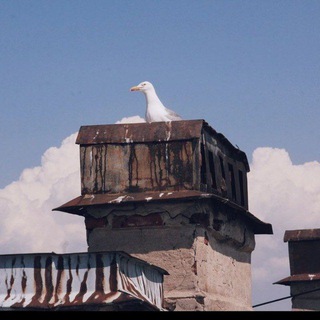 Логотип телеграм канала @poterpiter — чайки на крыше