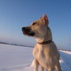 Логотип телеграм канала @poteryashki_krd_cats — poteryashki_krd