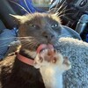 Логотип телеграм канала @potos_risooet — Потос рисует 18  рест