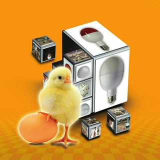 لوگوی کانال تلگرام poultrylamp — نور در صنعت مرغداری